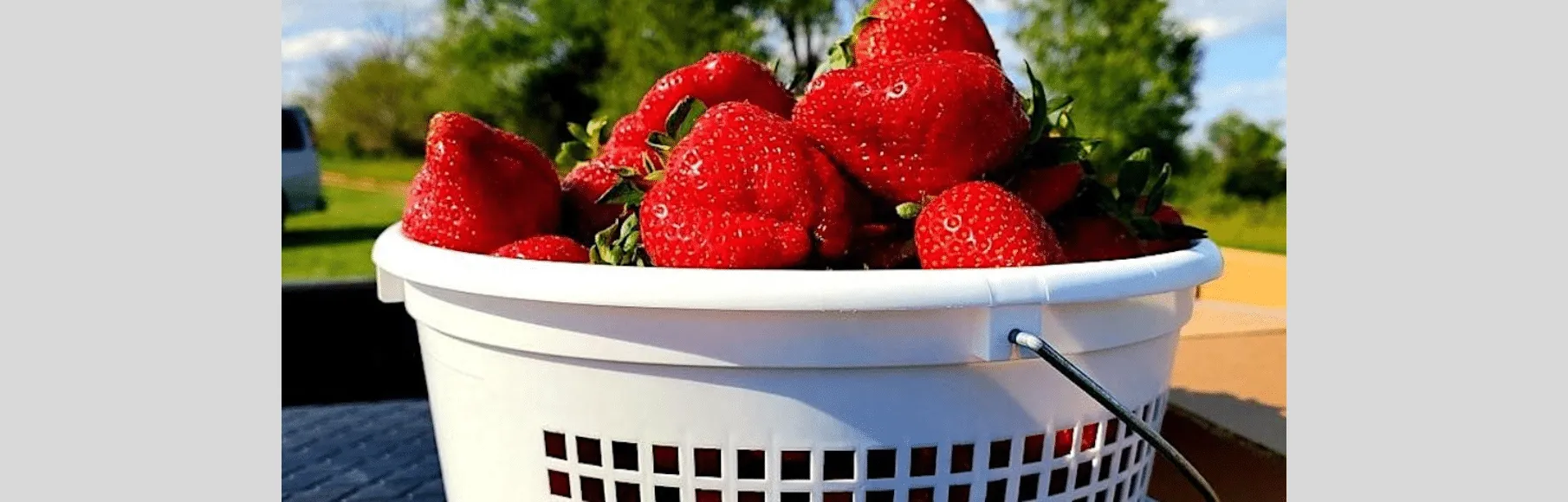 Strawberries in basket